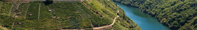 Viñedos en pendiente muy pronunciada hacia el Río Sil, en La Ribeira Sacra.