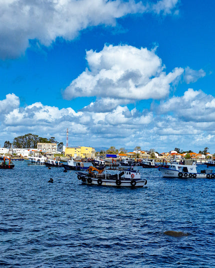 Barcos de mejillones amarrados en O Grove.