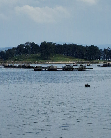 Bateas de mejillones en las rías Gallegas.