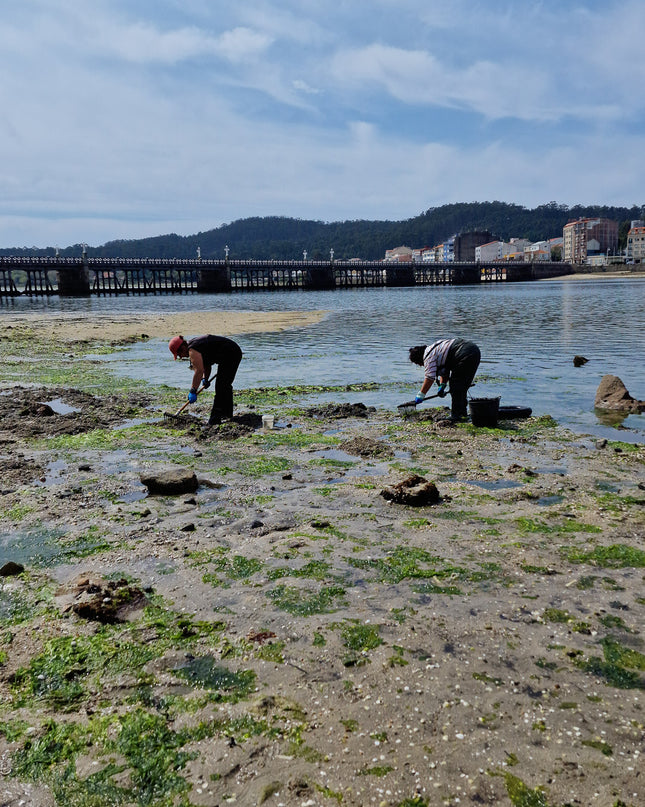 Mariscadoras trabajando en O Grove con el puente de la Isla de La Toja al fondo.
