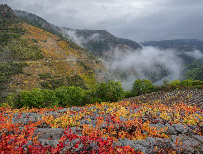 Viñedo de la Ribeira Sacra en un día nublado de Otoño con el río al fondo del Valle