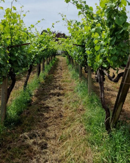 Filas de viñedos verdes en Adega do Vimbio, con un camino central y cielo despejado.