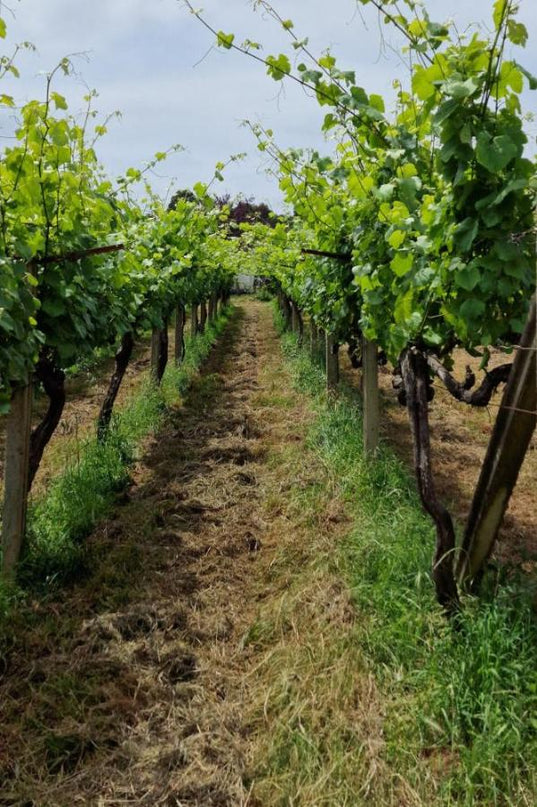 Filas de viñedos verdes en Adega do Vimbio, con un camino central y cielo despejado.