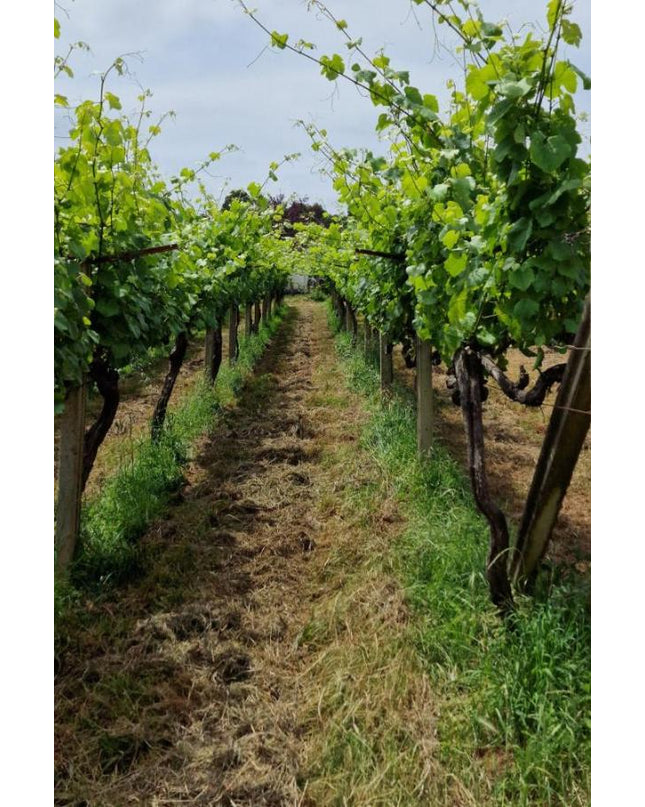 Filas de viñedos verdes en Adega do Vimbio, con un camino central y cielo despejado.