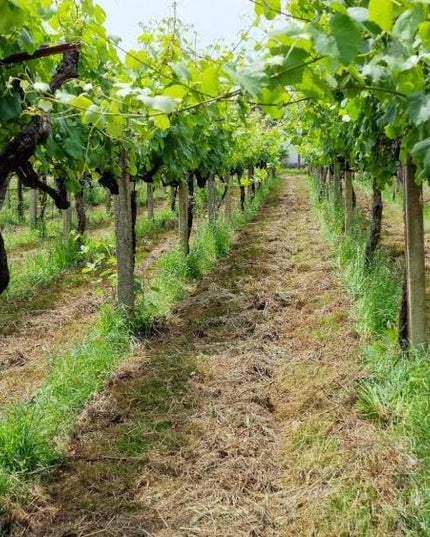 Filas de viñedos verdes en Adega do Vimbio, con un camino central y cielo despejado.