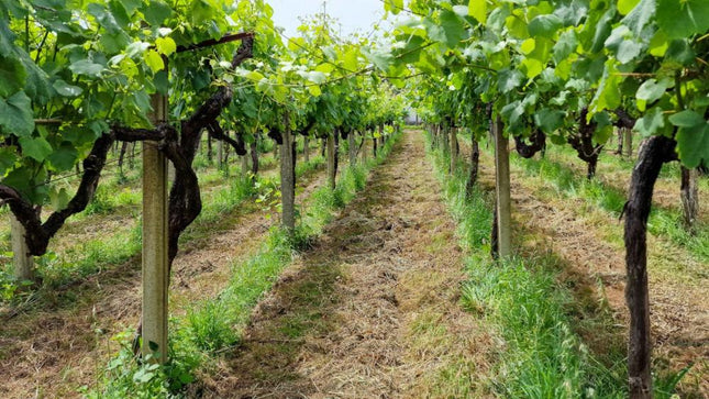 Filas de viñedos verdes en Adega do Vimbio, con un camino central y cielo despejado.