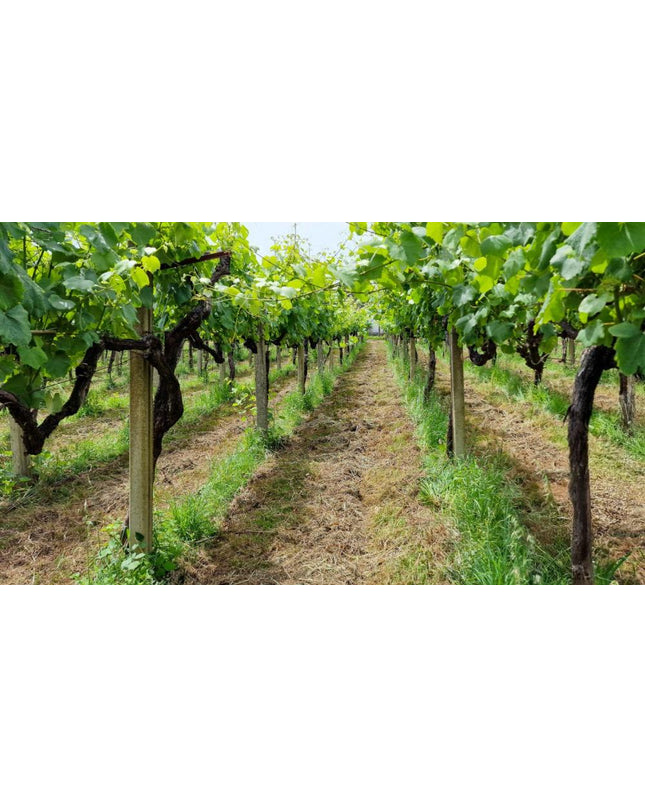 Filas de viñedos verdes en Adega do Vimbio, con un camino central y cielo despejado.