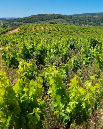 Viñedo con vides de cultivo orgánico en Valtuille, con filas ordenadas y un paisaje verde que se extiende hasta el horizonte.