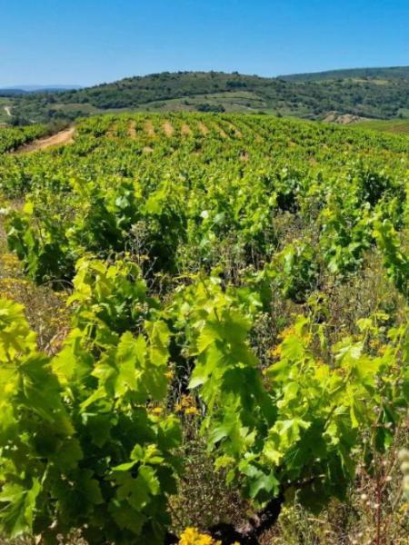 Viñedo con vides de cultivo orgánico en Valtuille, con filas ordenadas y un paisaje verde que se extiende hasta el horizonte.