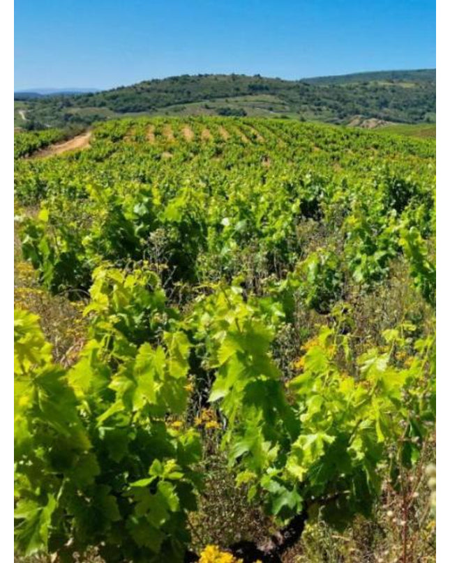 Viñedo con vides de cultivo orgánico en Valtuille, con filas ordenadas y un paisaje verde que se extiende hasta el horizonte.