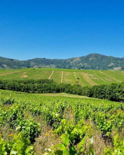 Panorámica de unos viñedos de viñas viejas en el Bierzo, con unas montañas al fondo en un día despejado.