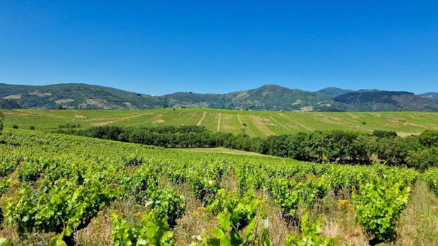 Panorámica de unos viñedos de viñas viejas en el Bierzo, con unas montañas al fondo en un día despejado.