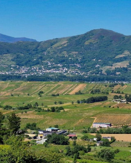 Panorámica de un viñedo con vides de cultivo orgánico en Valtuille, con filas ordenadas y un paisaje verde que se extiende hasta el horizonte.