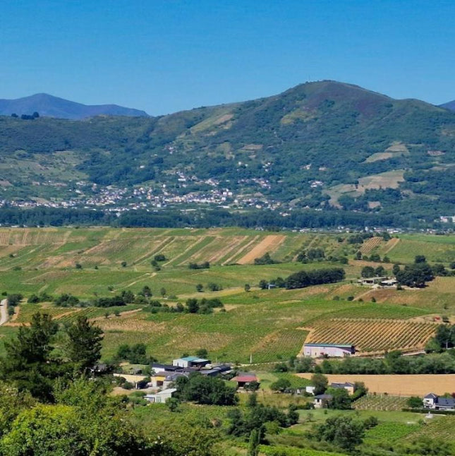 Panorámica de un viñedo con vides de cultivo orgánico en Valtuille, con filas ordenadas y un paisaje verde que se extiende hasta el horizonte.