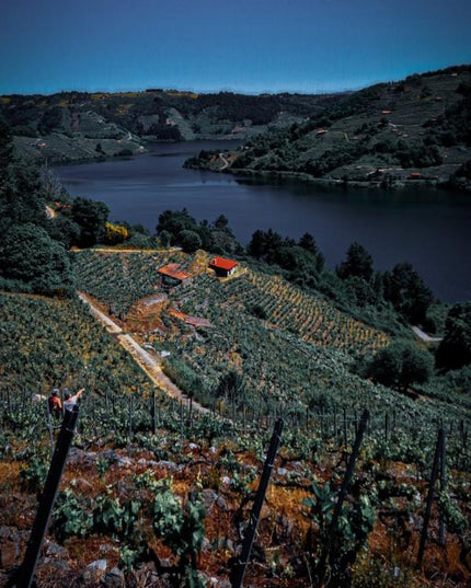 Panorámica de unos viñedos en la Ribeira Sacra, al anochecer, con unas montañas al fondo en un día despejado.