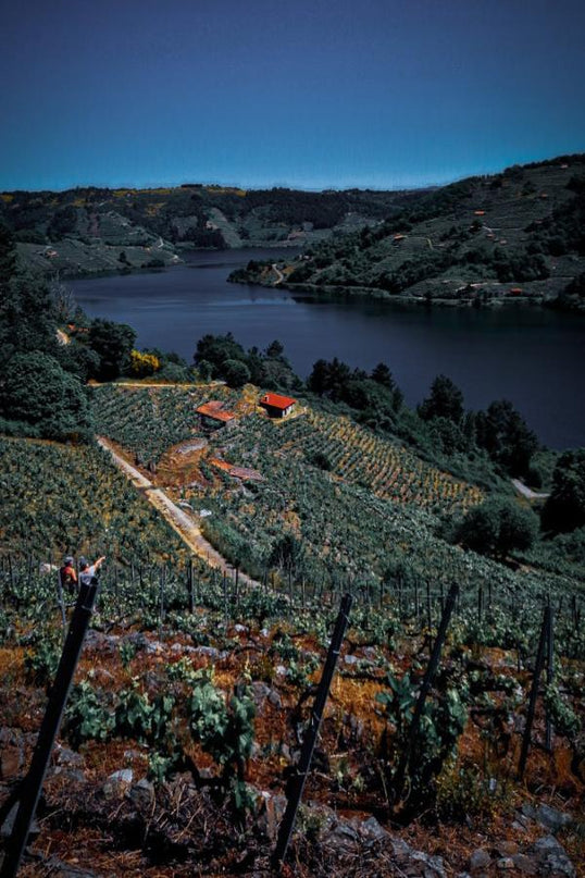 Panorámica de unos viñedos en la Ribeira Sacra, al anochecer, con unas montañas al fondo en un día despejado.