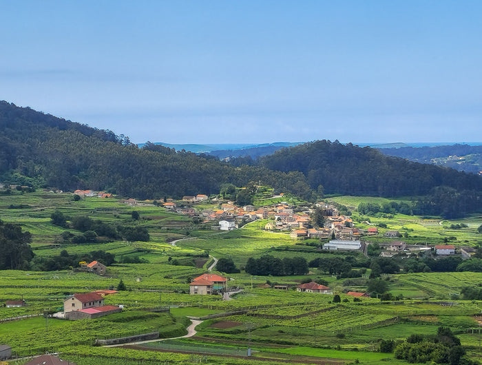 Panorámica de viñedos ecológicos en las Rías Baixas en Galicia con casas rurales al fondo. y las colinas con árboles.