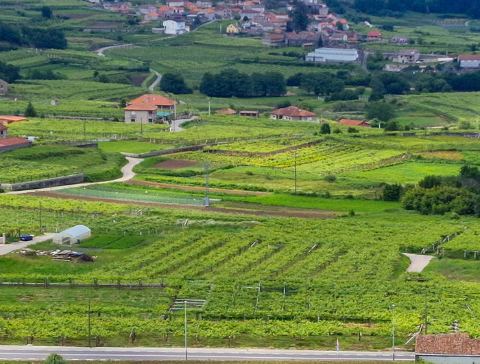 Viñedos ecológicos en las Rías Baixas en Galicia con casas rurales al fondo.