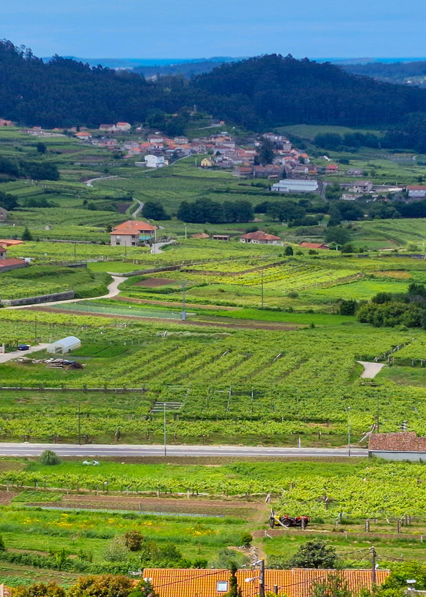 Viñedos ecológicos en las Rías Baixas en Galicia con casas rurales al fondo.