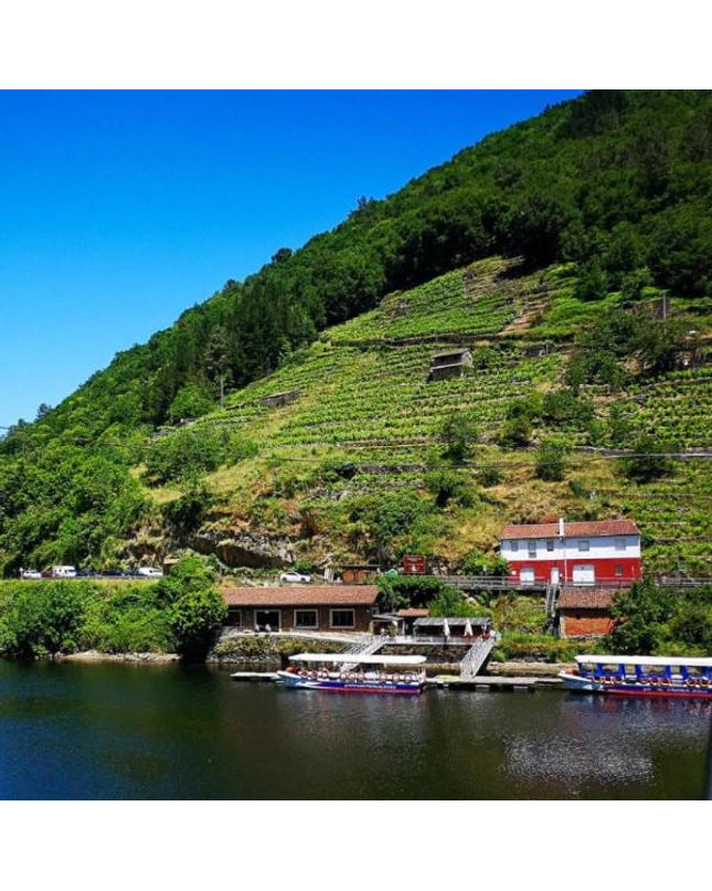 Vista panorámica de la Ribeira Sacra con montañas verdes, viñedos en terrazas, un embarcadero y casas rurales sobre el Rio Miño bajo un cielo azul despejado.