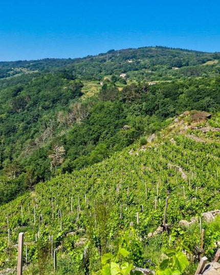 Viñedo con vides de cultivo orgánico en Saiñas, en la Ribeira Sacra, con filas ordenadas y un paisaje verde que se extiende hasta el horizonte.