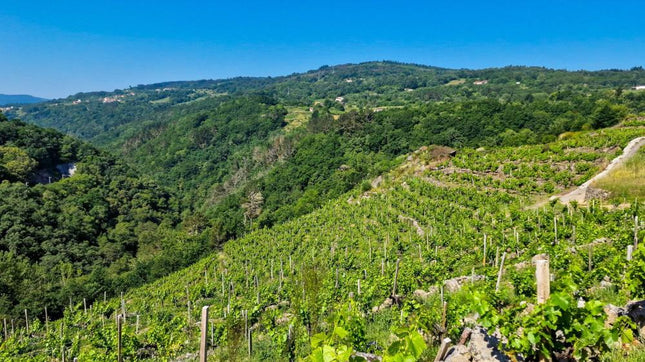 Viñedo con vides de cultivo orgánico en Saiñas, en la Ribeira Sacra, con filas ordenadas y un paisaje verde que se extiende hasta el horizonte.