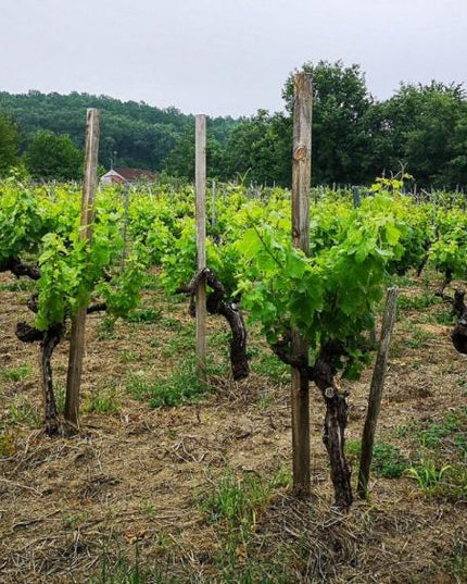 Viñedo con vides de cultivo orgánico en Igrexa, en la Ribeira Sacra, con filas ordenadas y un paisaje verde que se extiende hasta el horizonte.