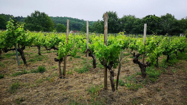 Viñedo con vides de cultivo orgánico en Igrexa, en la Ribeira Sacra, con filas ordenadas y un paisaje verde que se extiende hasta el horizonte.