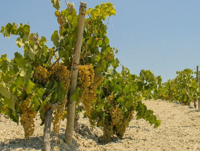 Primer plano de un viñedo ecológico de Palomino, el viñedo está en un suelo blanco de Albariza en un día soleado.