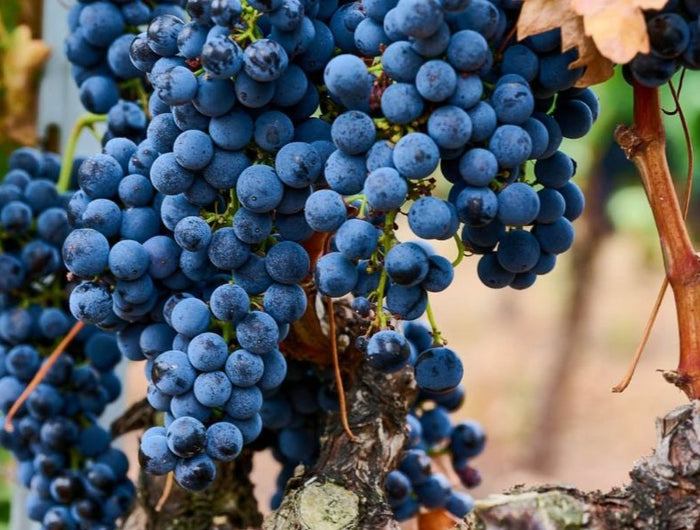 Primer plano de unas uvas tempranillo maduras colgando de una vid en La Rioja.