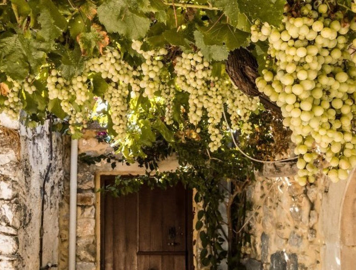 Uvas de Albariño maduras colgando de una parra típica Gallega, a la entrada de una casa de piedra.