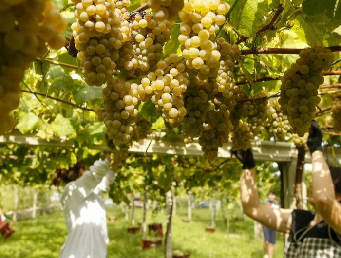 Mujeres están vendimiando uvas de albariño en un viñedo Gallego en parra alta.