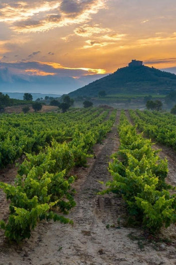 Viñedo en La Rioja al atardecer, con el cielo pintado de tonos cálidos y montañas al fondo