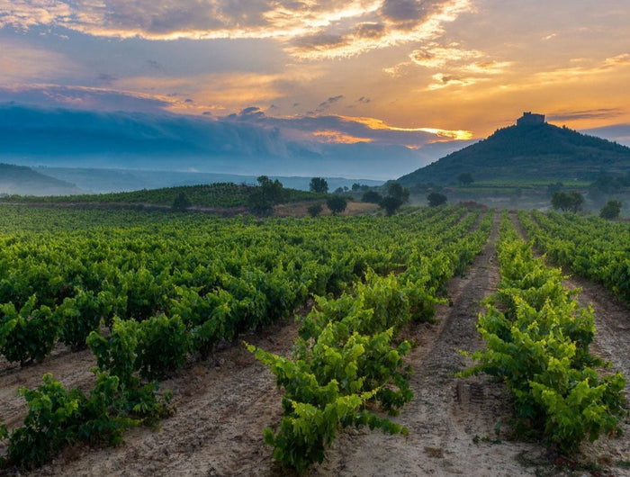 Viñedo en La Rioja al atardecer, con el cielo pintado de tonos cálidos y montañas al fondo