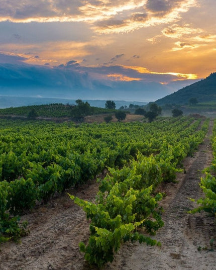 Viñedo en La Rioja al atardecer, con el cielo pintado de tonos cálidos y montañas al fondo