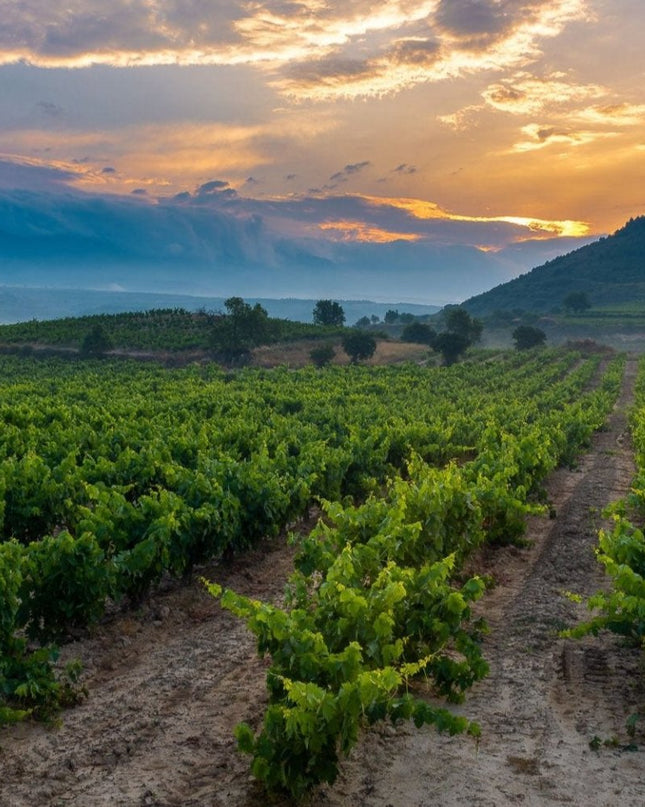 Viñedo en La Rioja al atardecer, con el cielo pintado de tonos cálidos y montañas al fondo