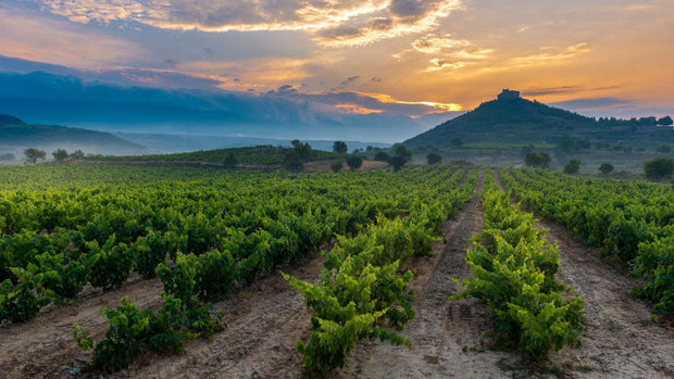 Viñedo en La Rioja al atardecer, con el cielo pintado de tonos cálidos y montañas al fondo